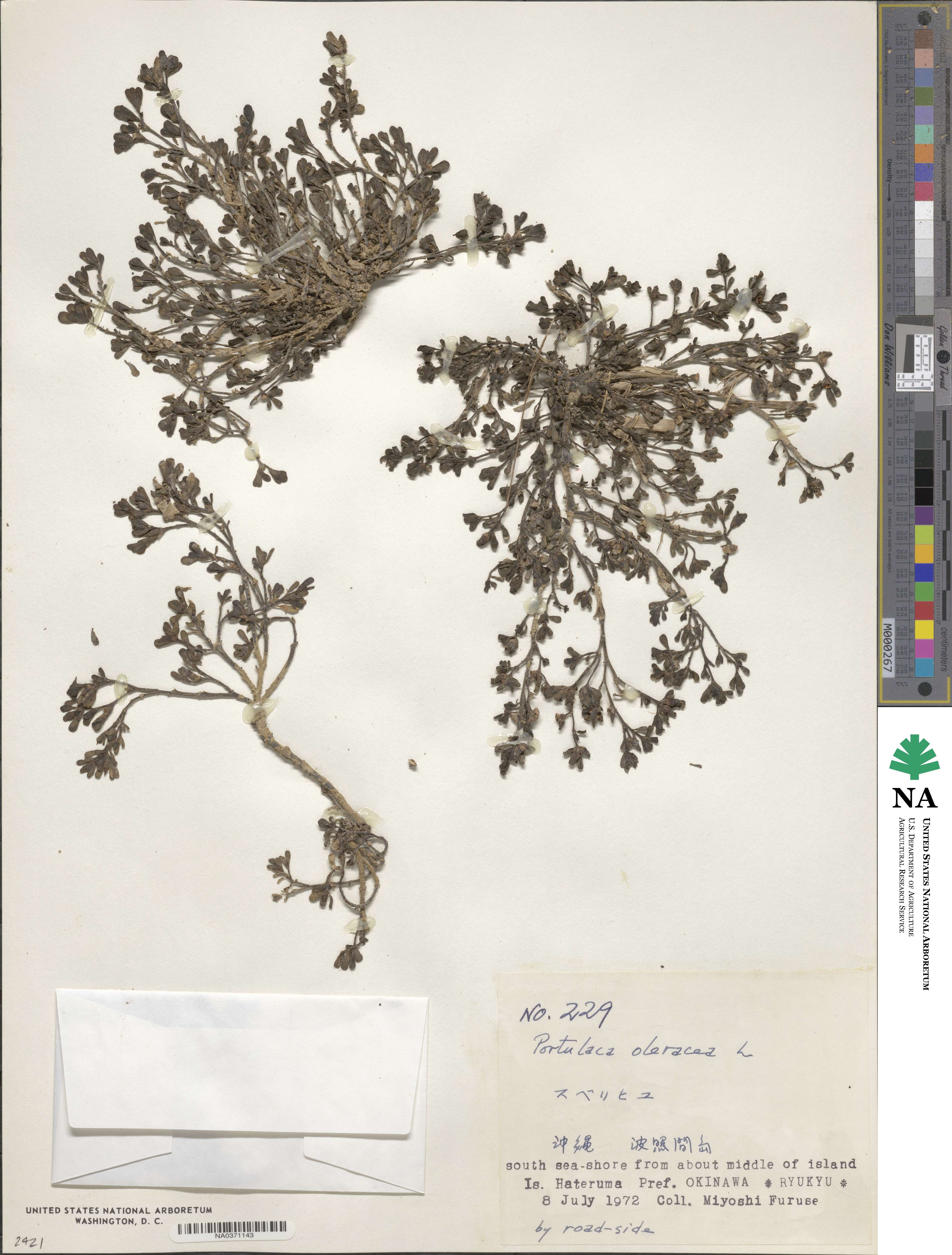 Portulaca oleracea image