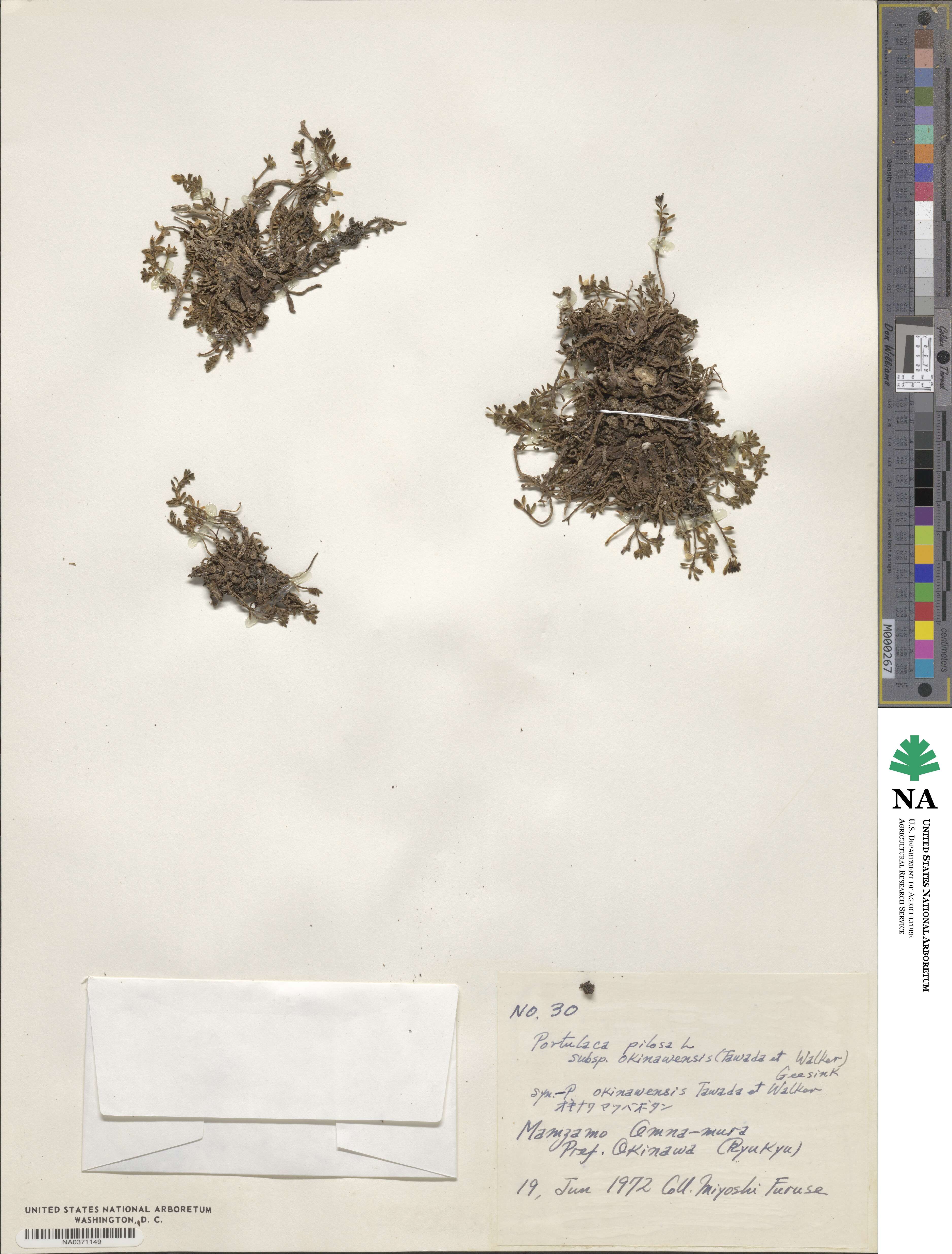 Portulaca pilosa image