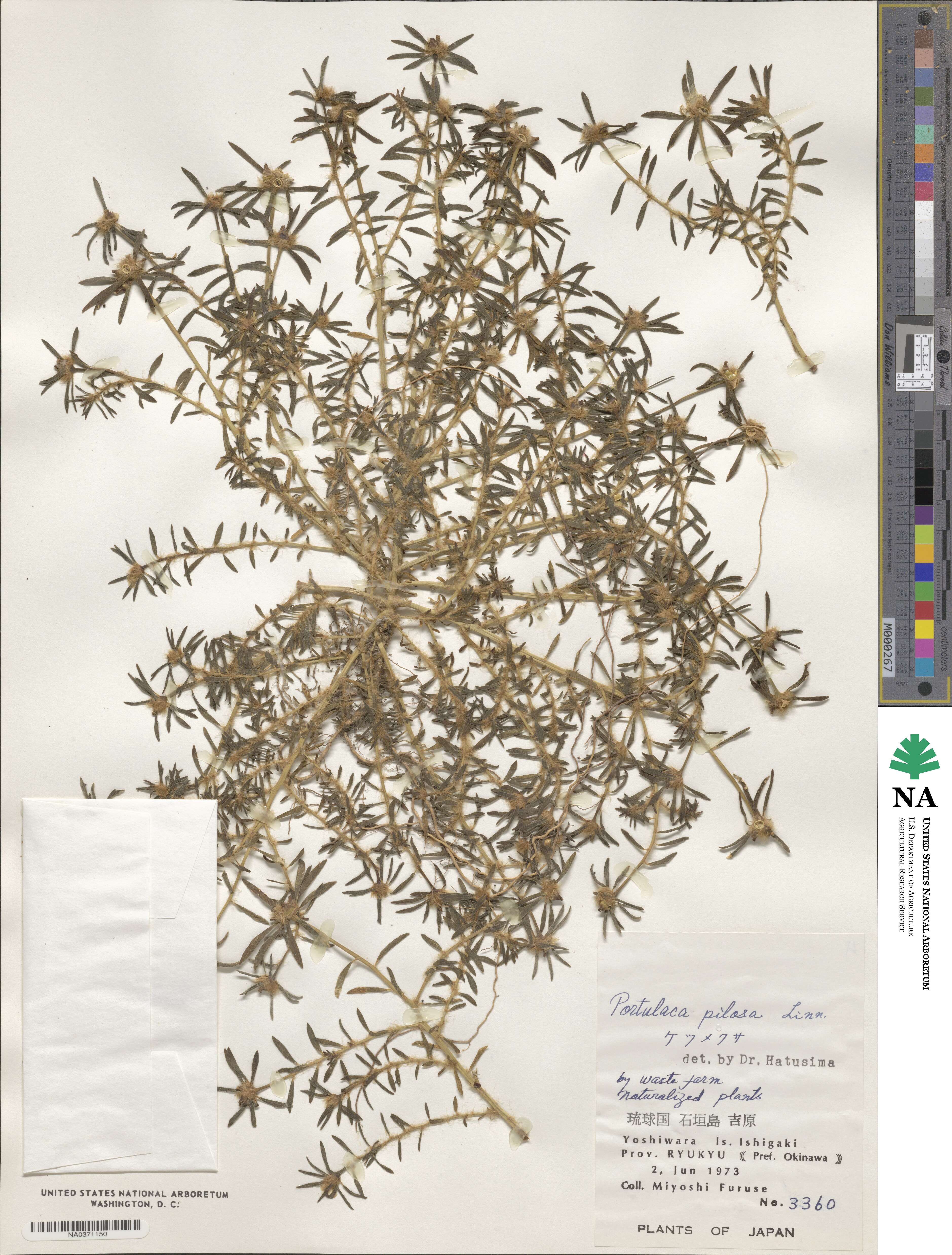 Portulaca pilosa image