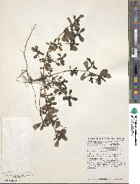 Portulaca oleracea image