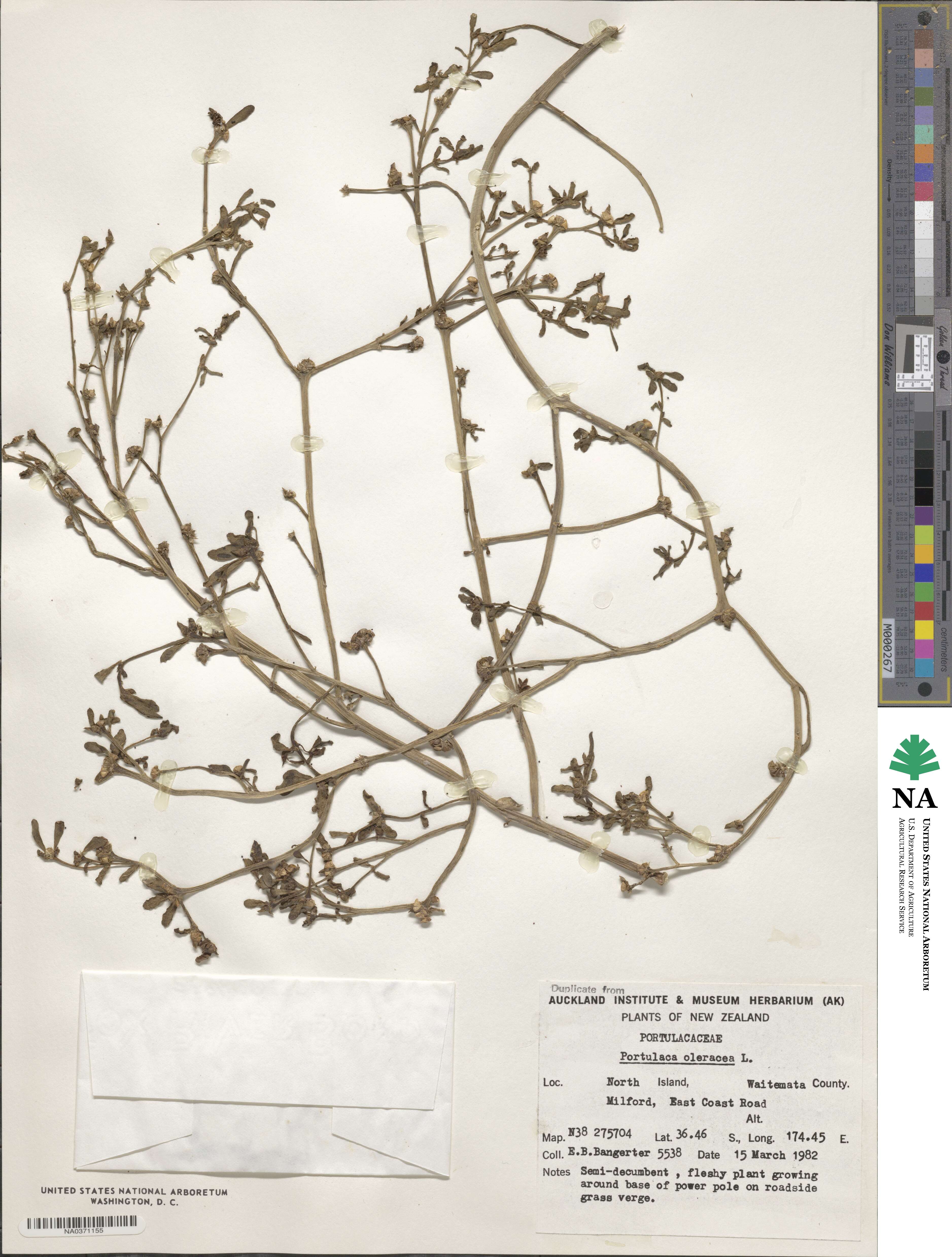 Portulaca oleracea image