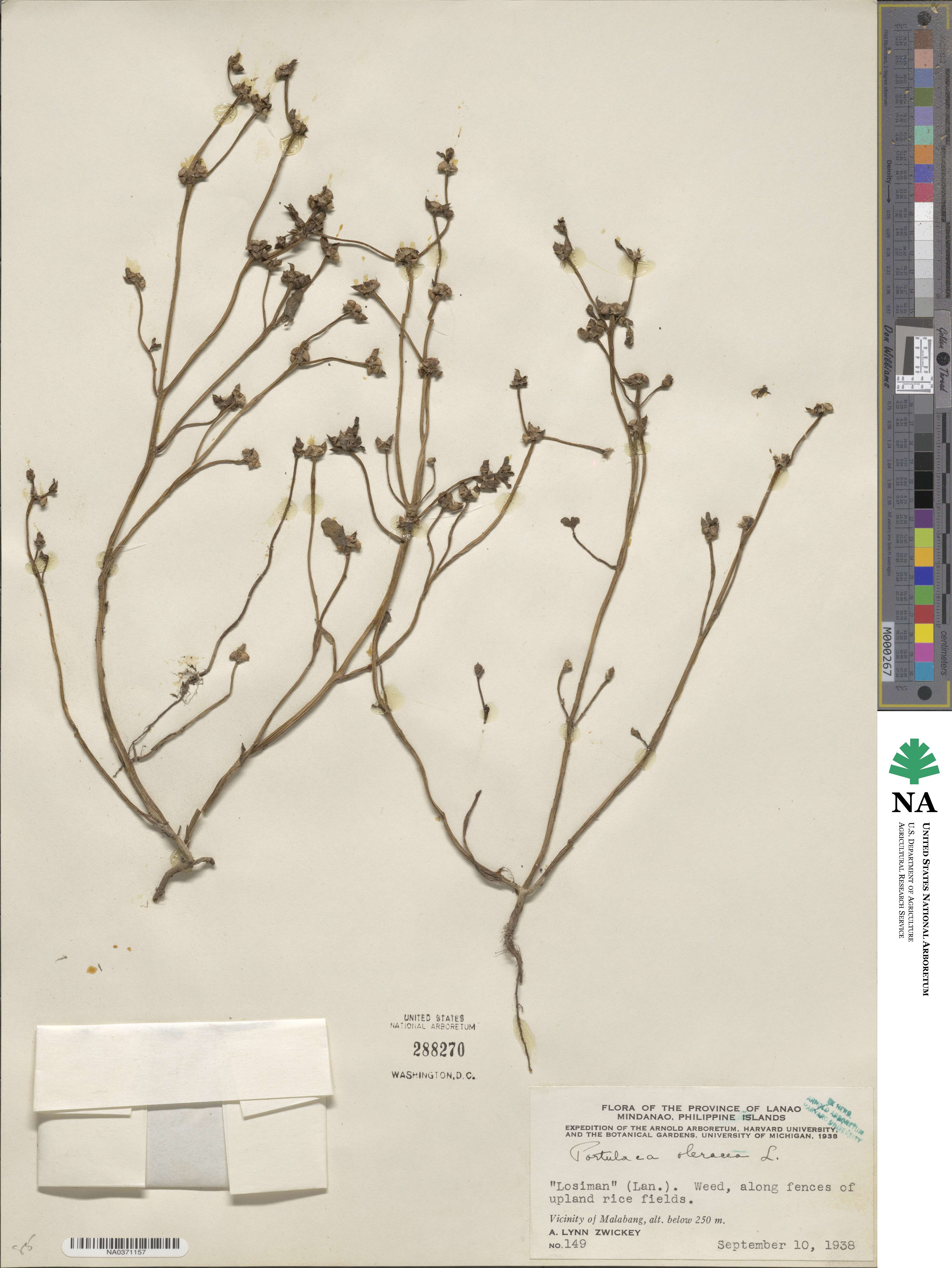 Portulaca oleracea image