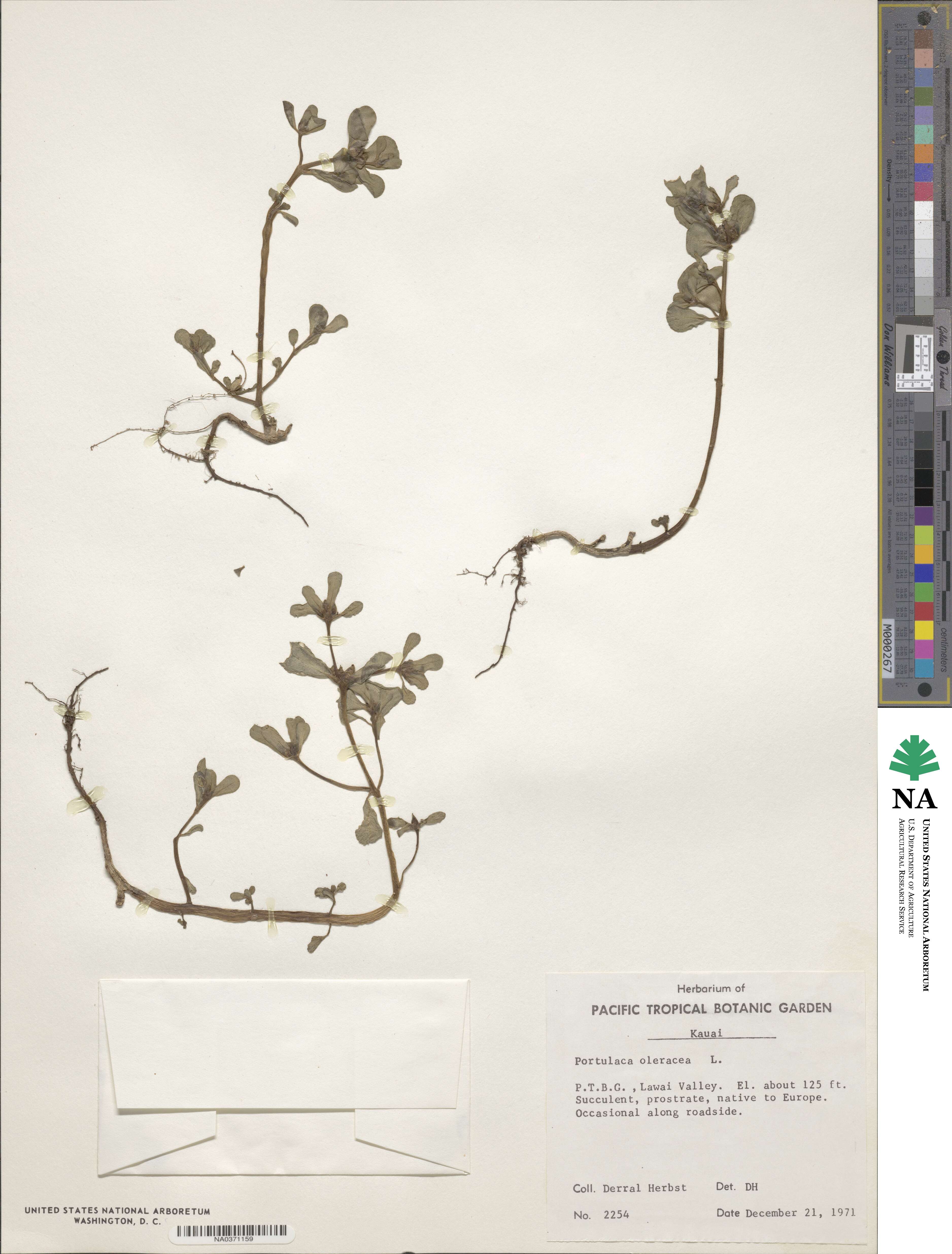 Portulaca oleracea image