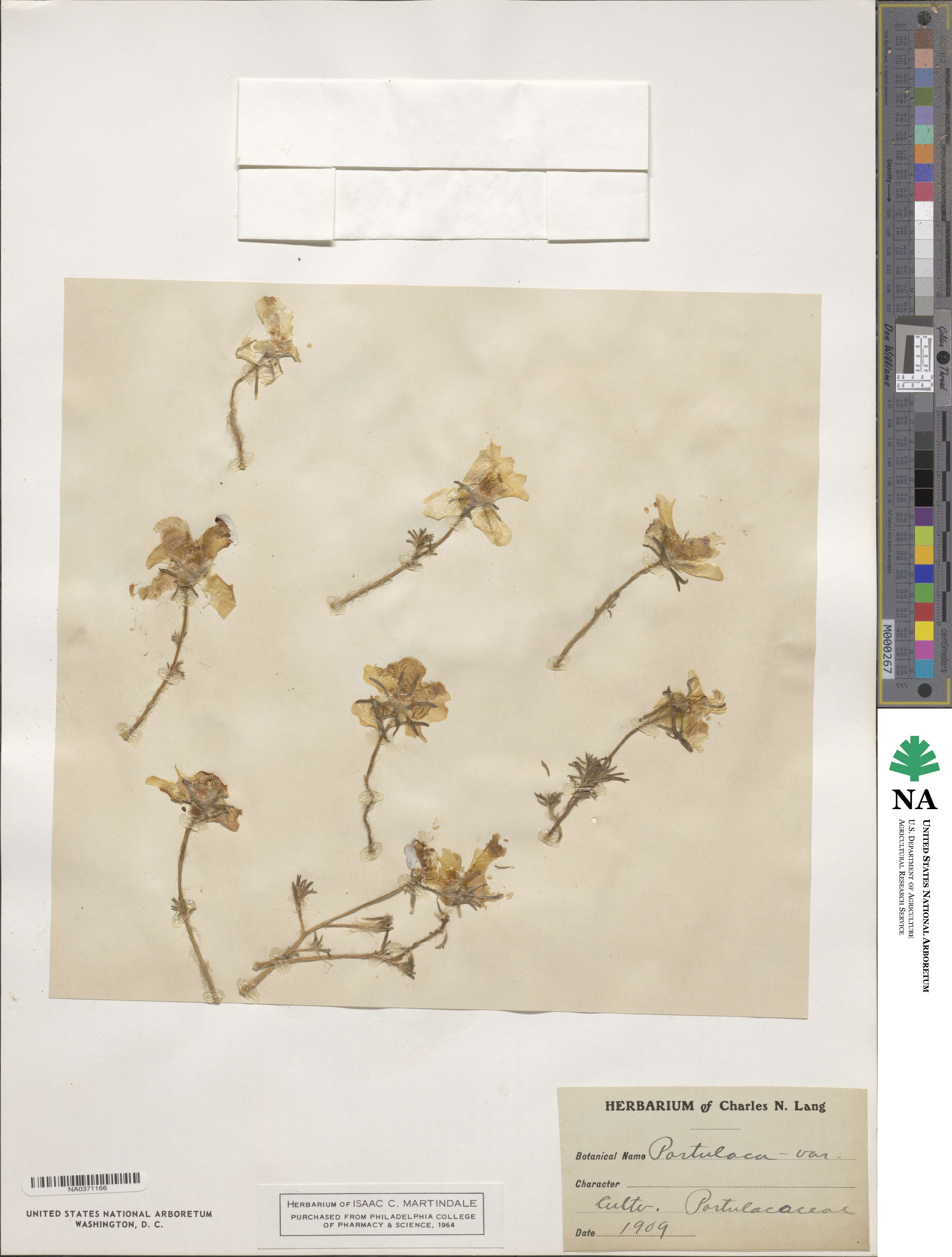 Portulaca grandiflora image