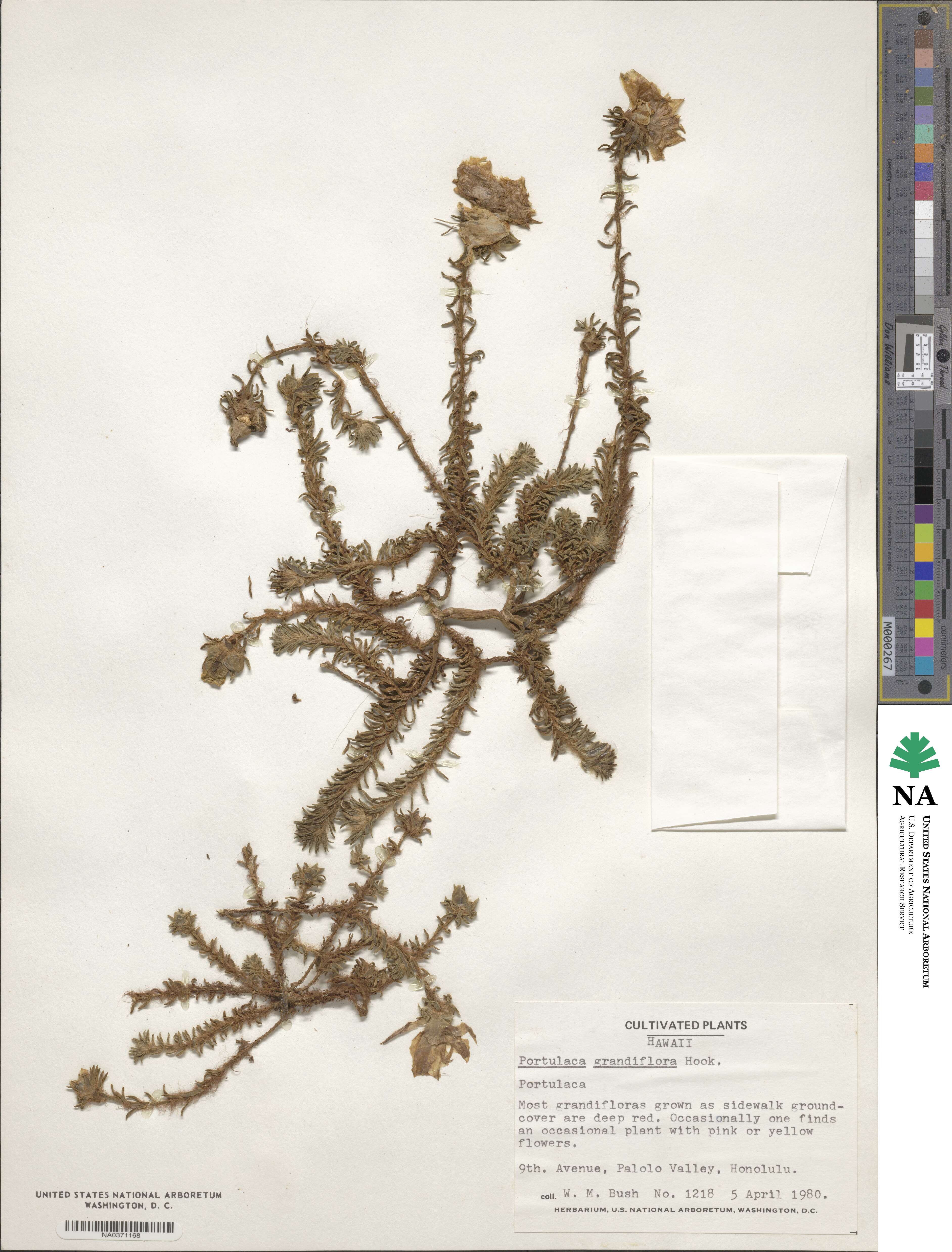 Portulaca grandiflora image