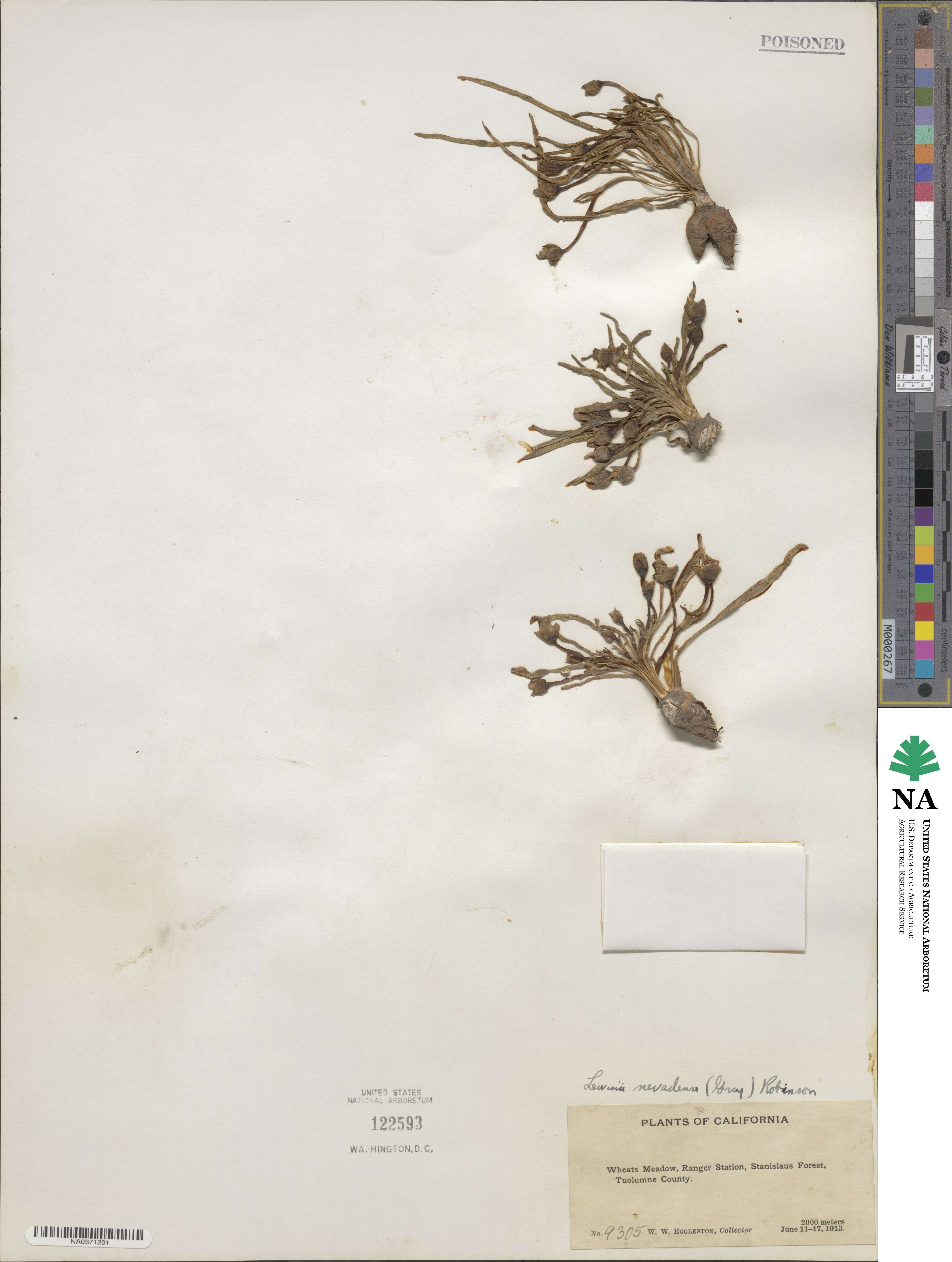 Lewisia nevadensis image