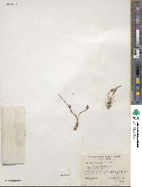 Lewisia nevadensis image