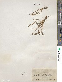 Lewisia nevadensis image