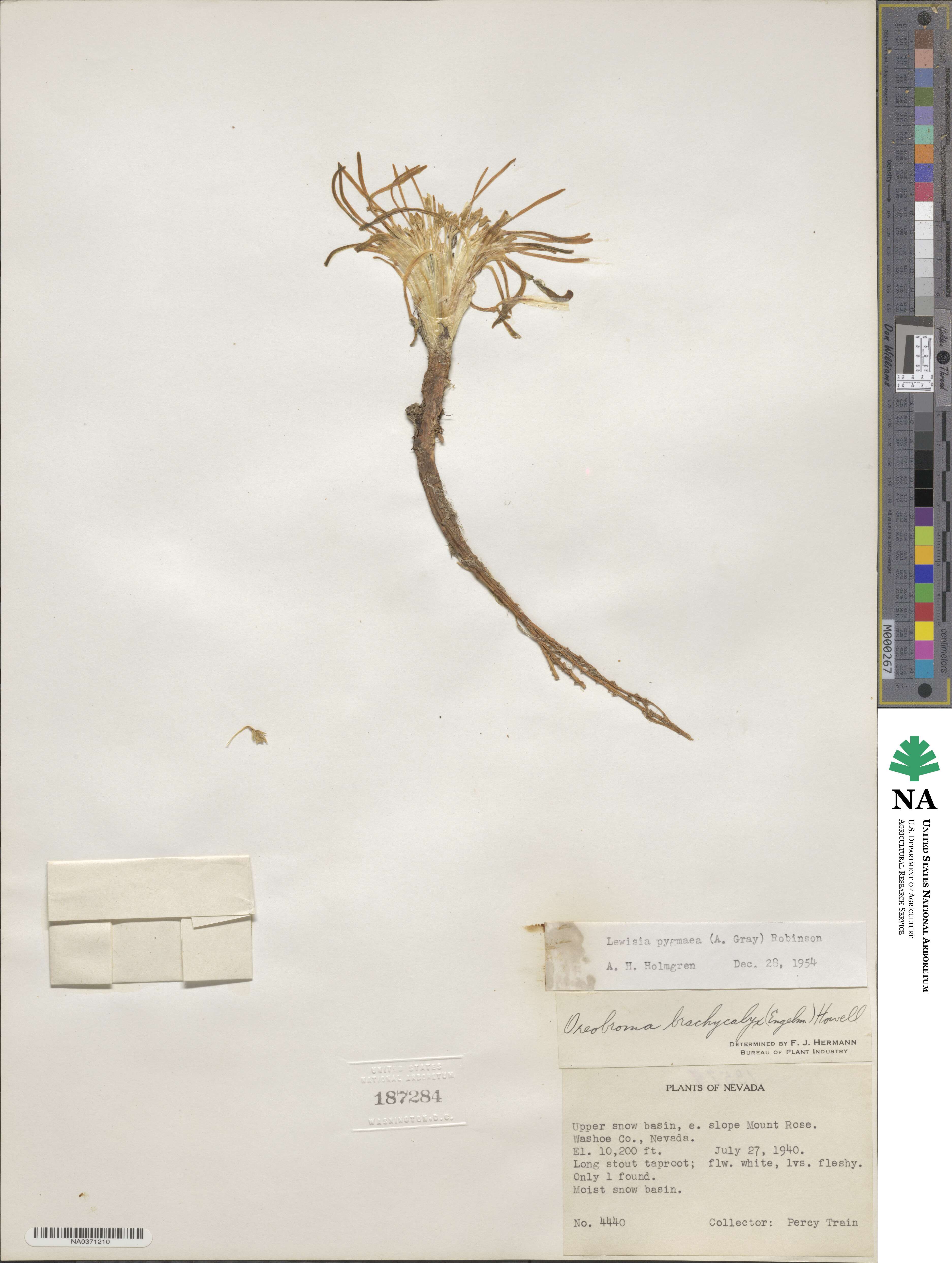 Lewisia pygmaea image