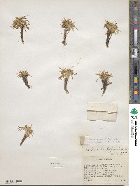 Lewisia pygmaea image