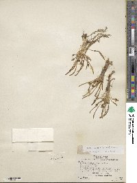 Lewisia pygmaea image