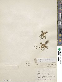 Lewisia pygmaea image