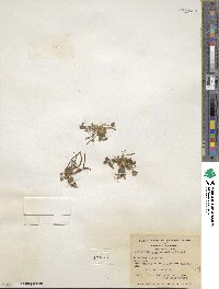 Lewisia pygmaea image