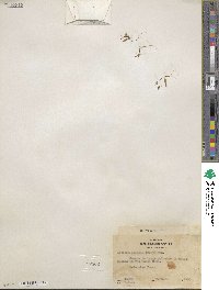 Lewisia pygmaea image