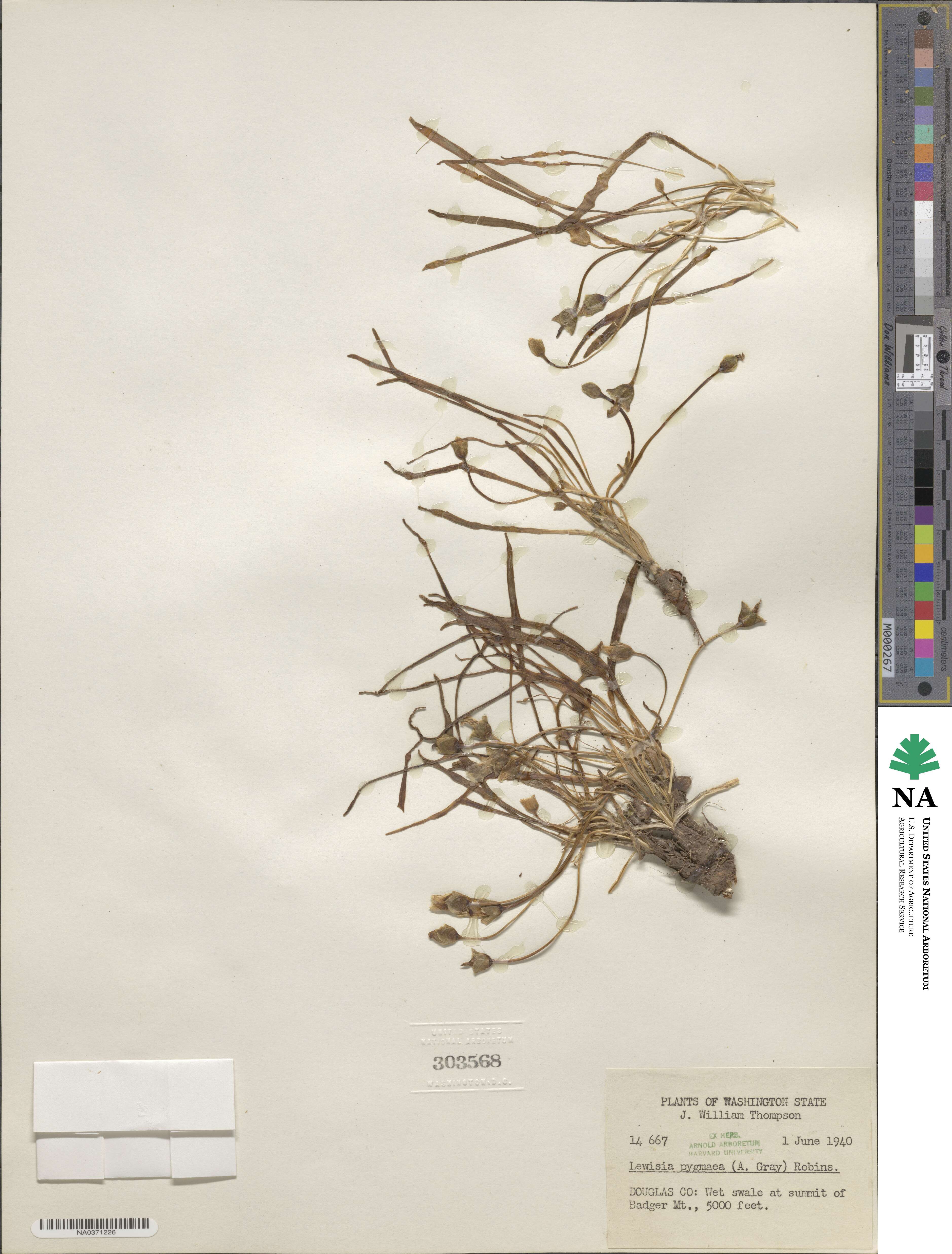 Lewisia pygmaea image