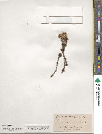 Lewisia rediviva image