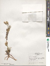 Lewisia rediviva image