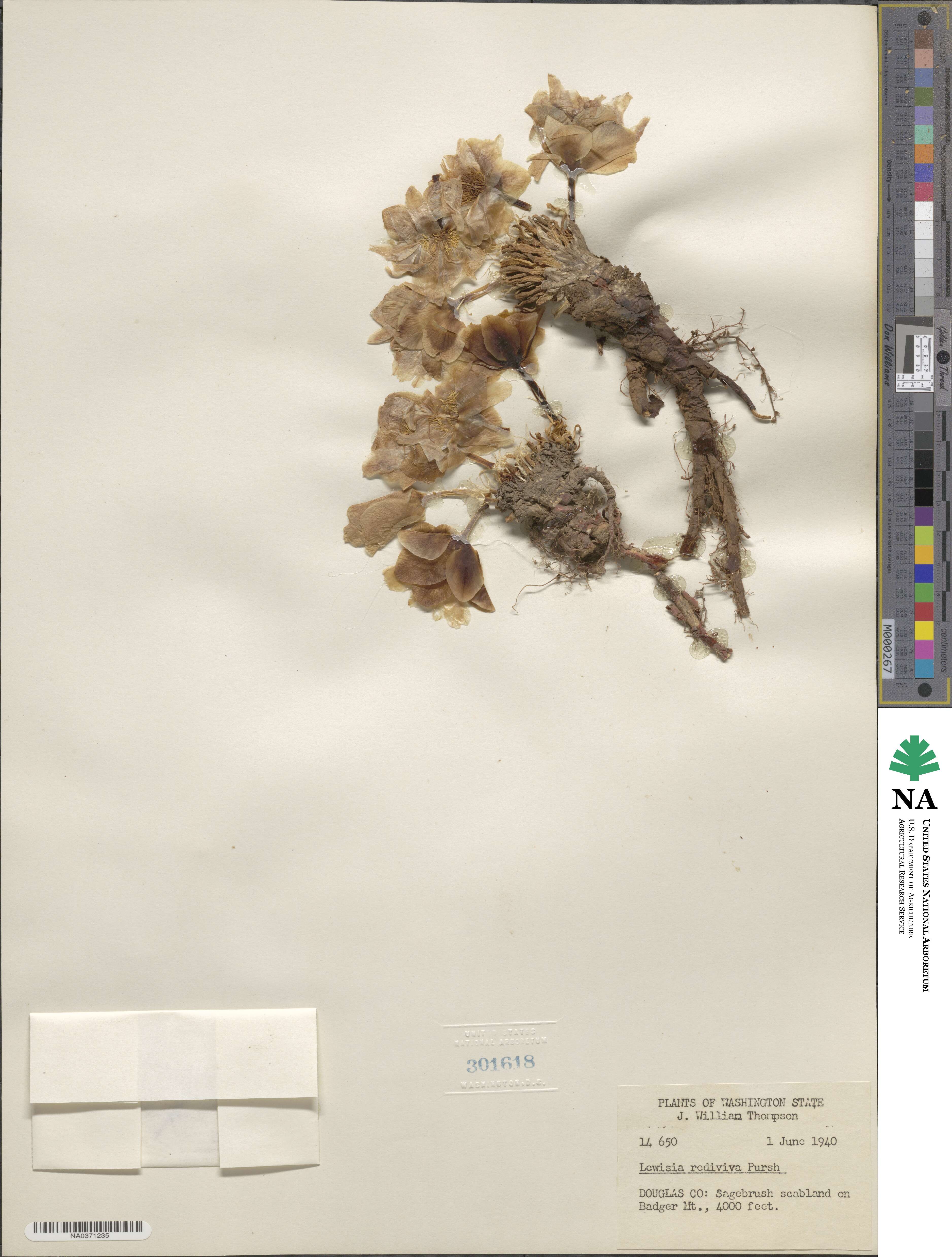 Lewisia rediviva image