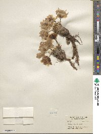 Lewisia rediviva image