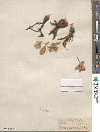 Lewisia rediviva image
