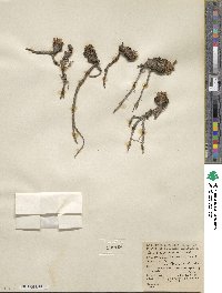 Lewisia rediviva image