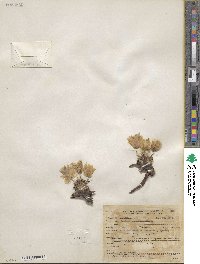 Lewisia rediviva image