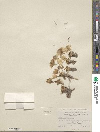 Lewisia rediviva image