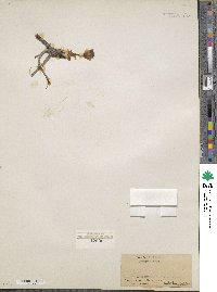 Lewisia rediviva image