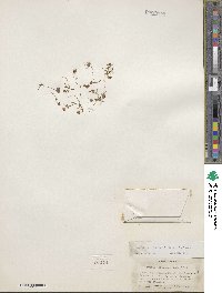 Lewisia triphylla image