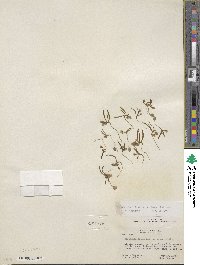 Lewisia triphylla image