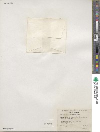 Lewisia triphylla image
