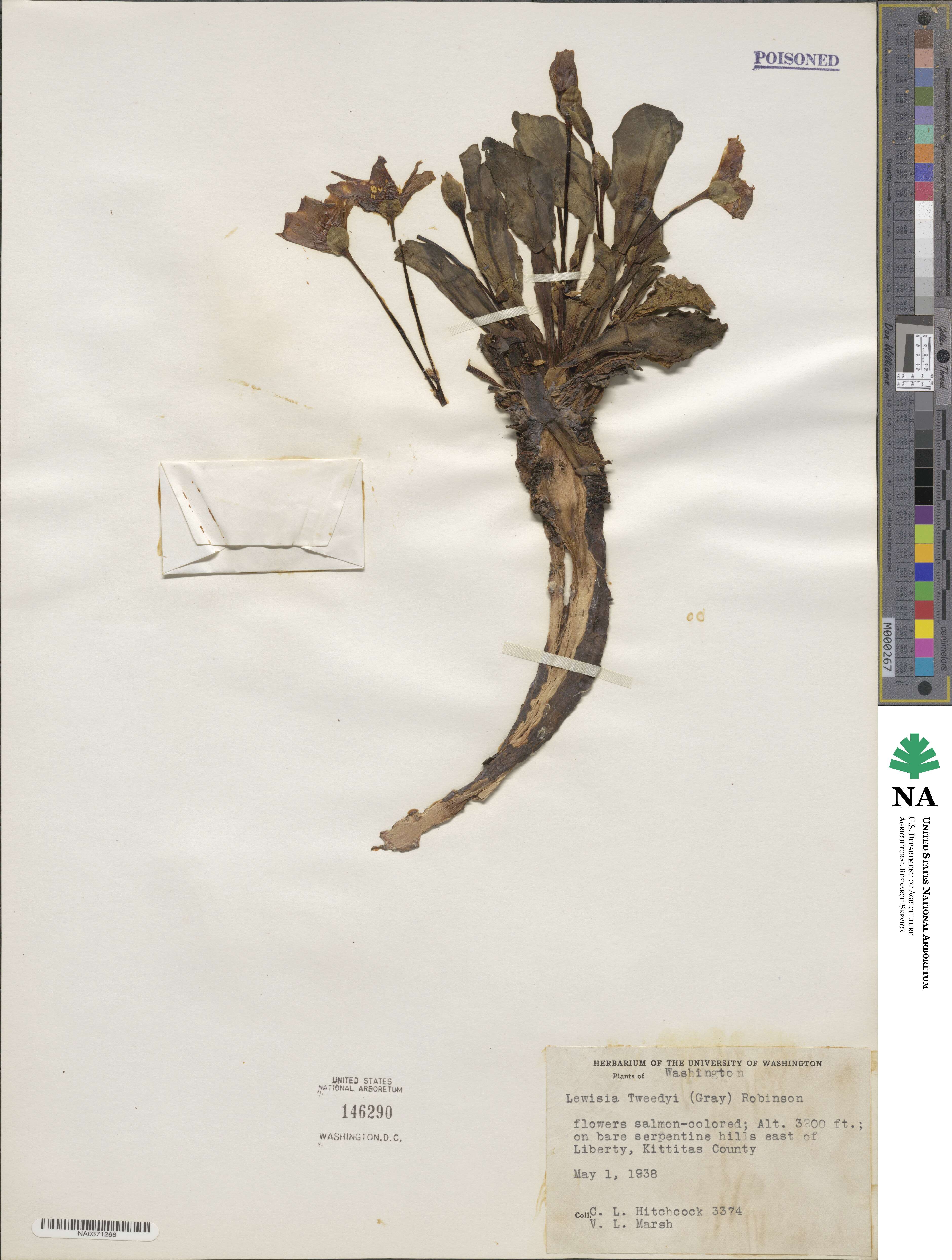 Lewisiopsis tweedyi image
