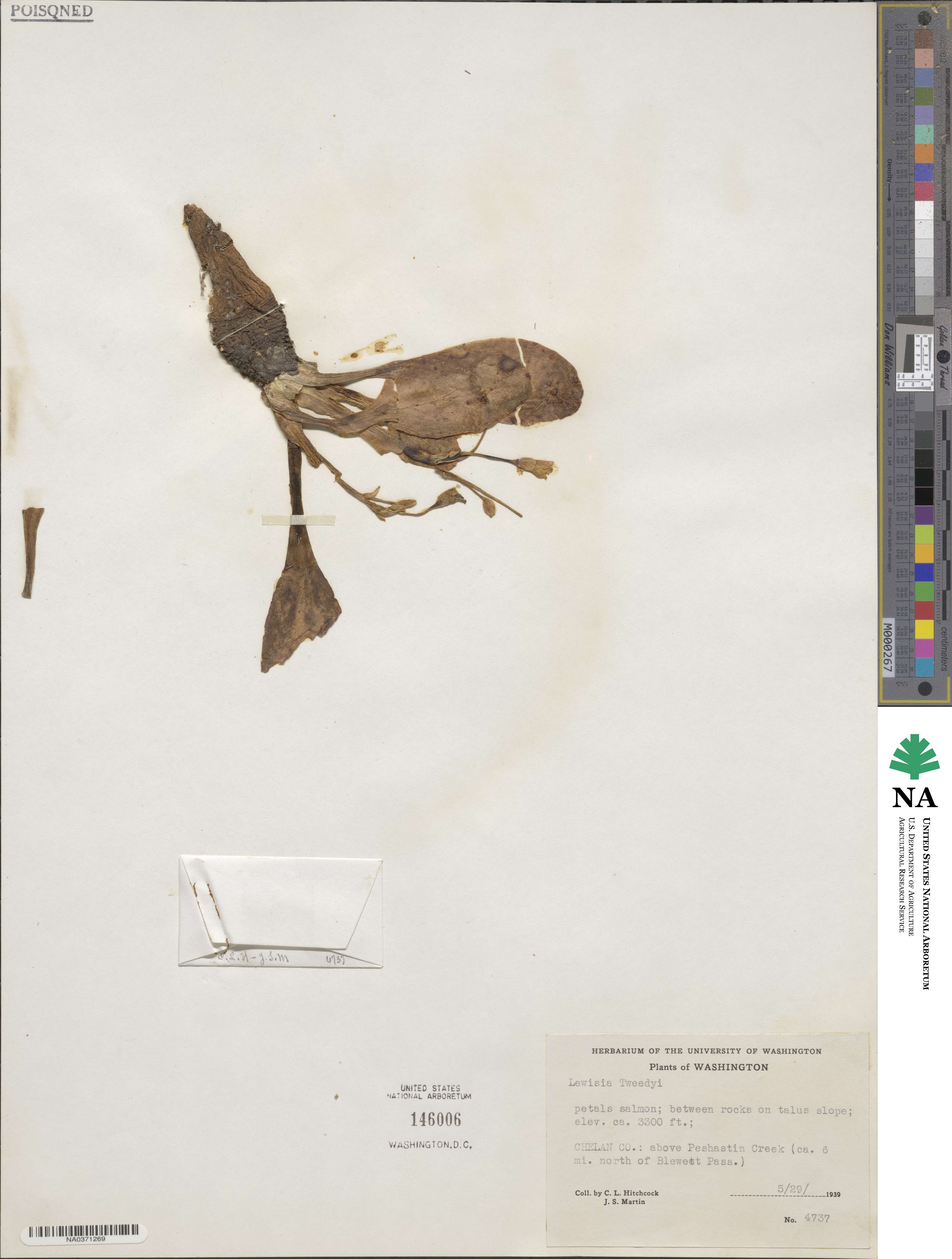 Lewisiopsis tweedyi image