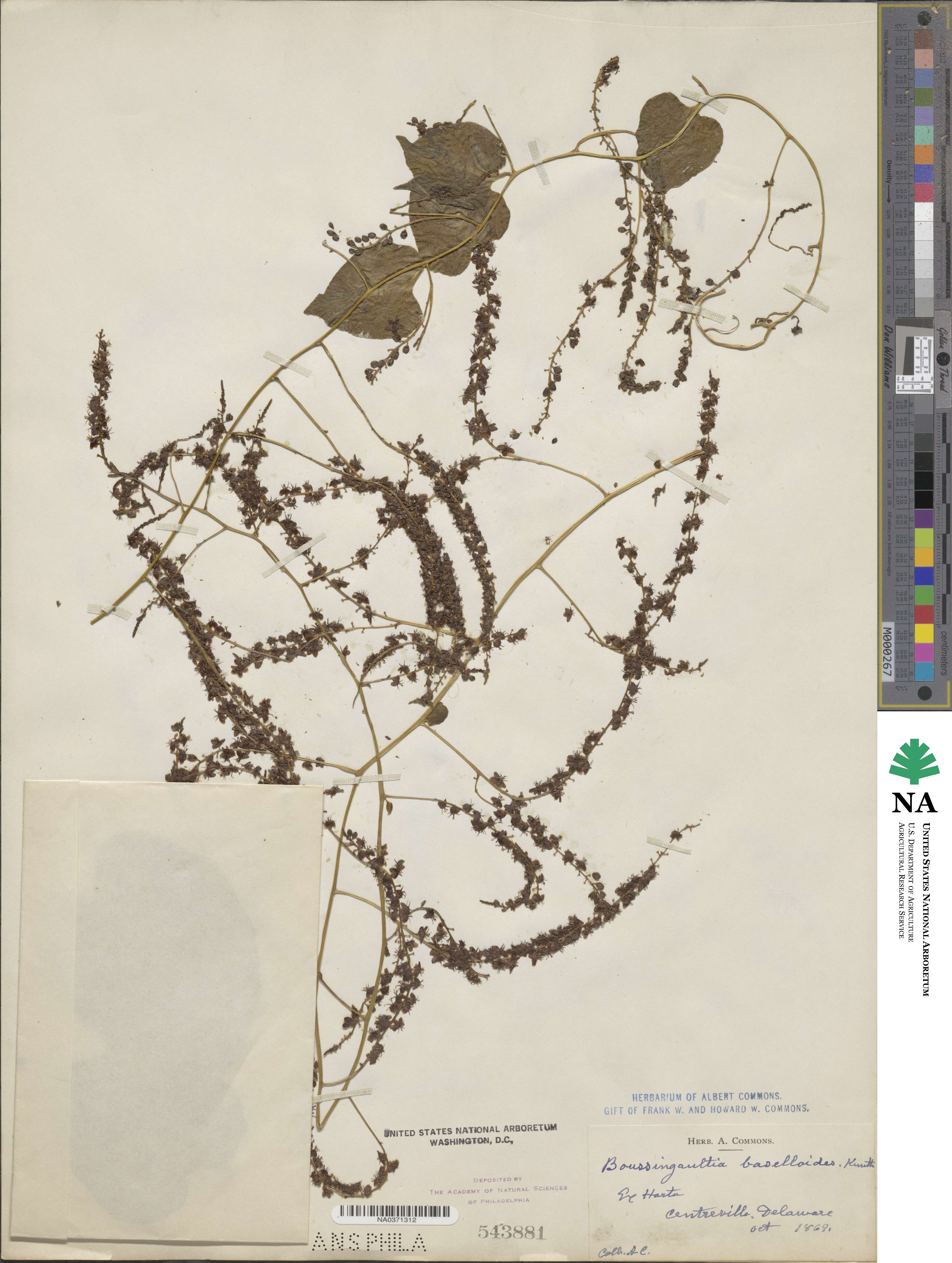 Anredera baselloides image