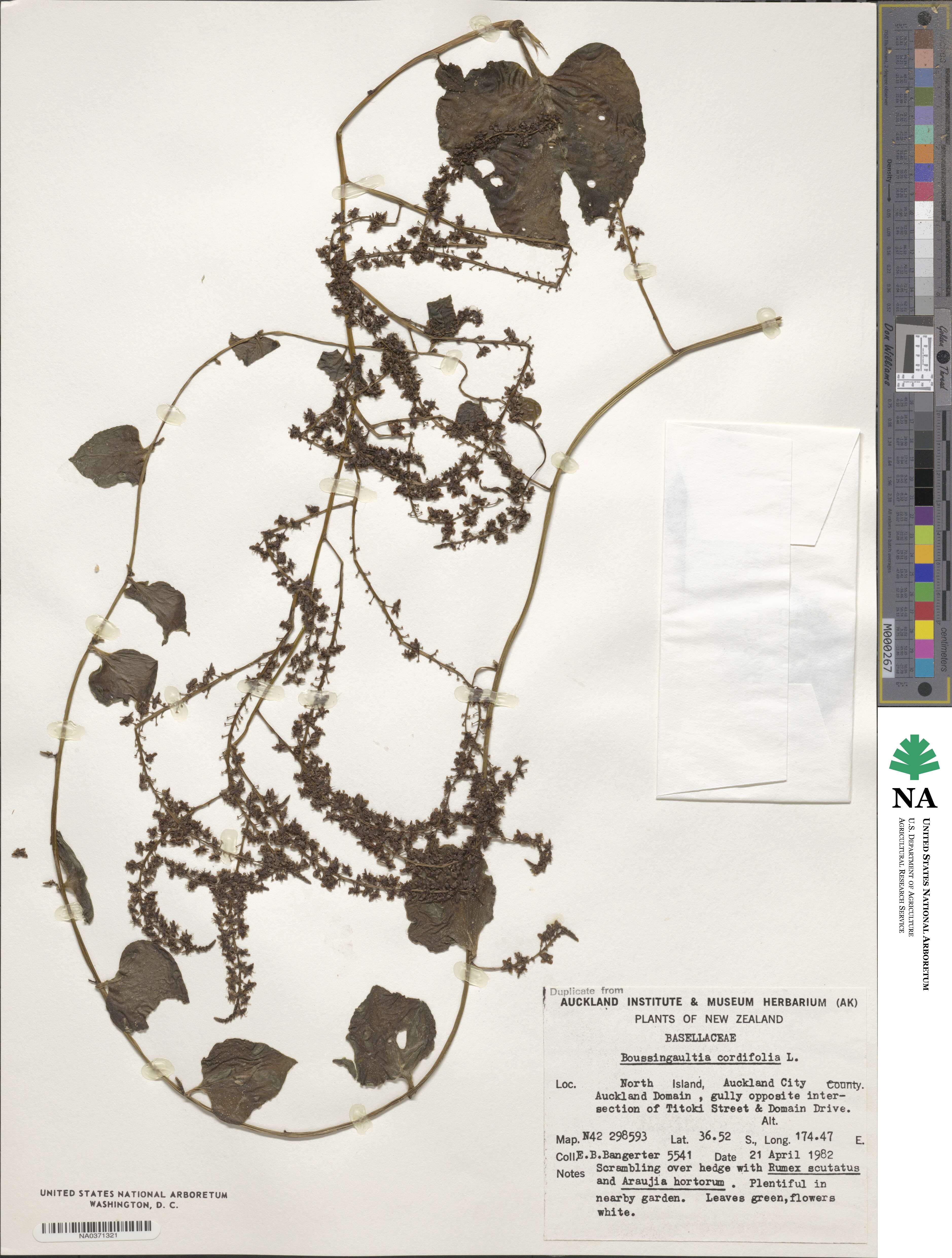 Anredera cordifolia image