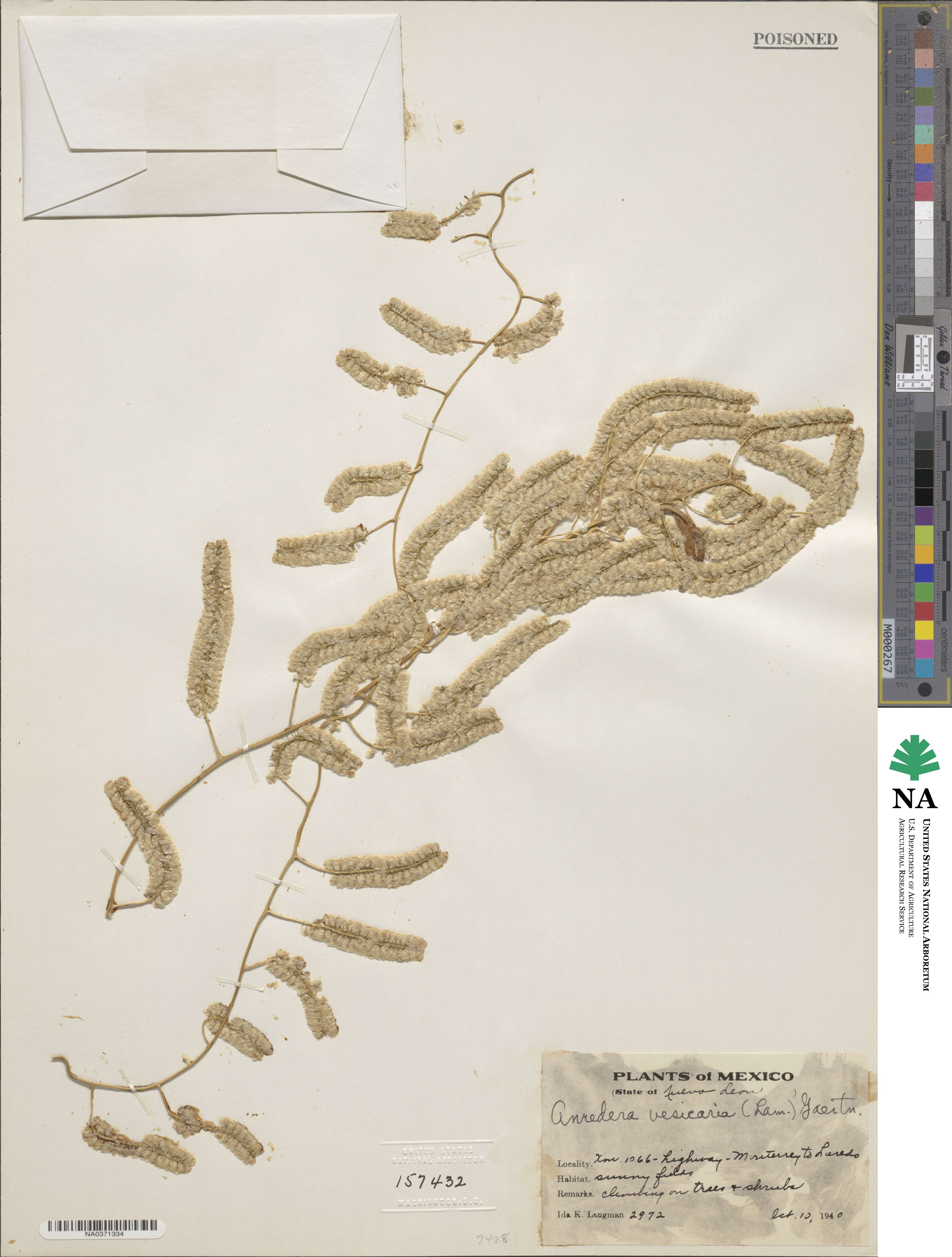 Anredera vesicaria image