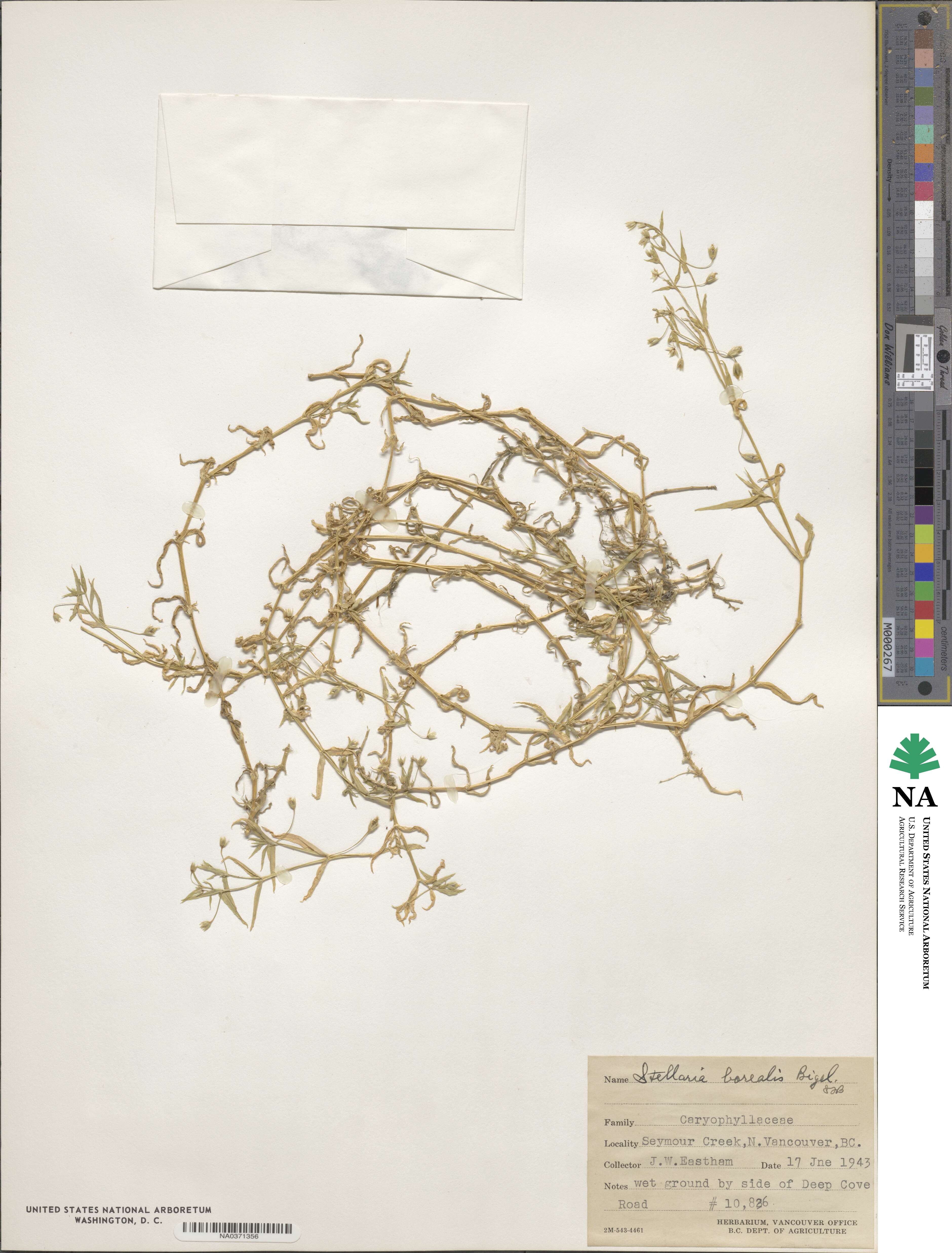 Stellaria borealis image