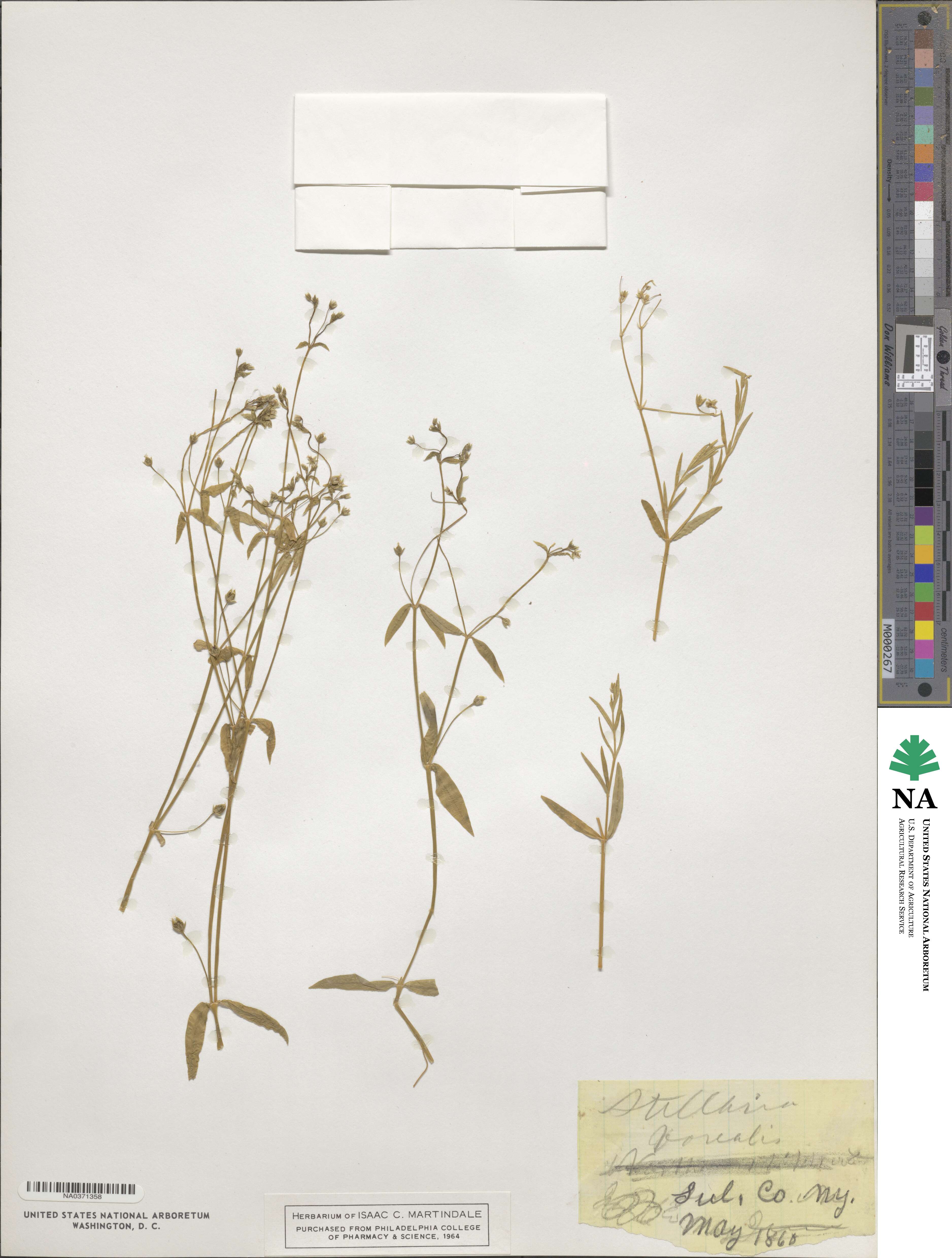 Stellaria borealis image