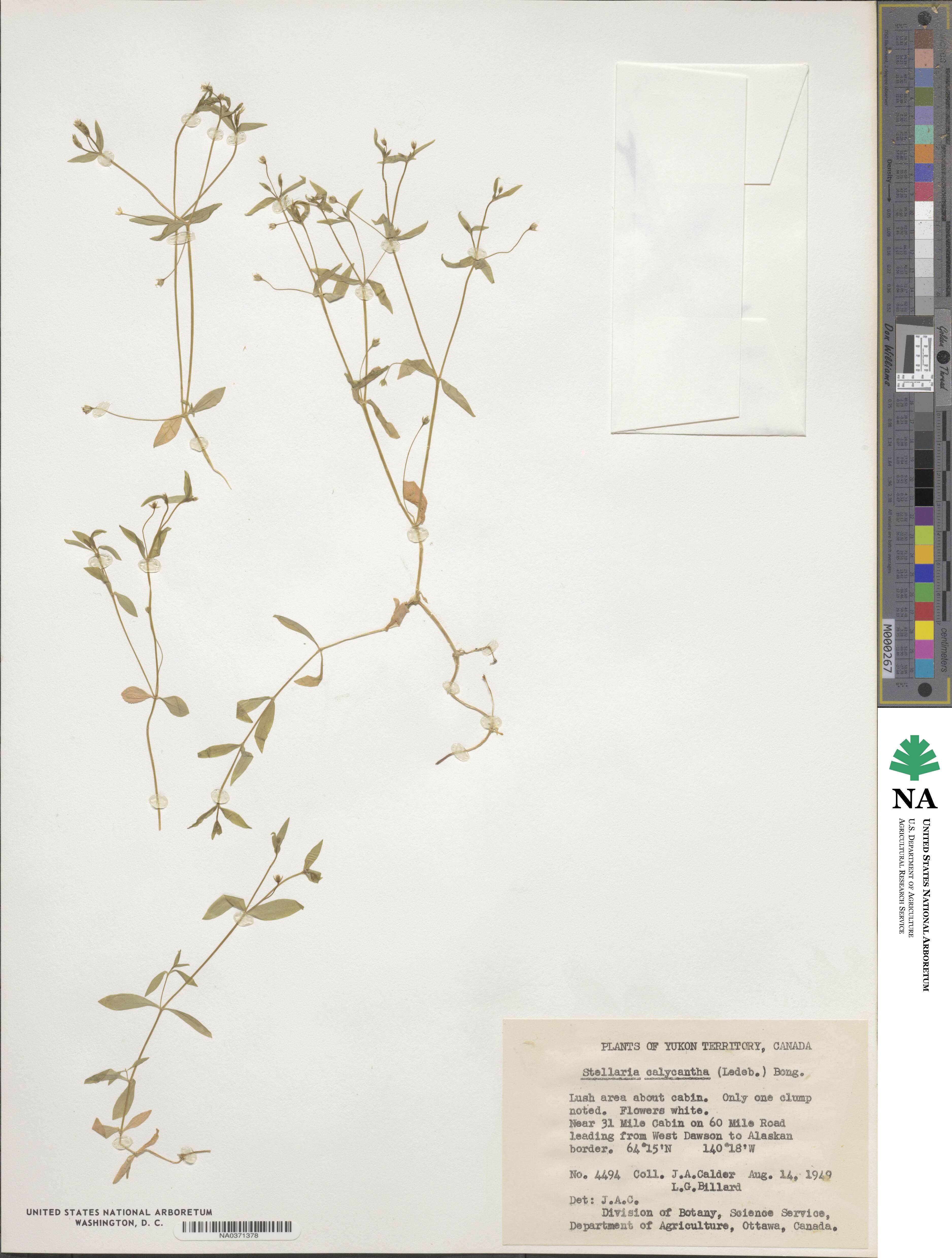Stellaria calycantha image
