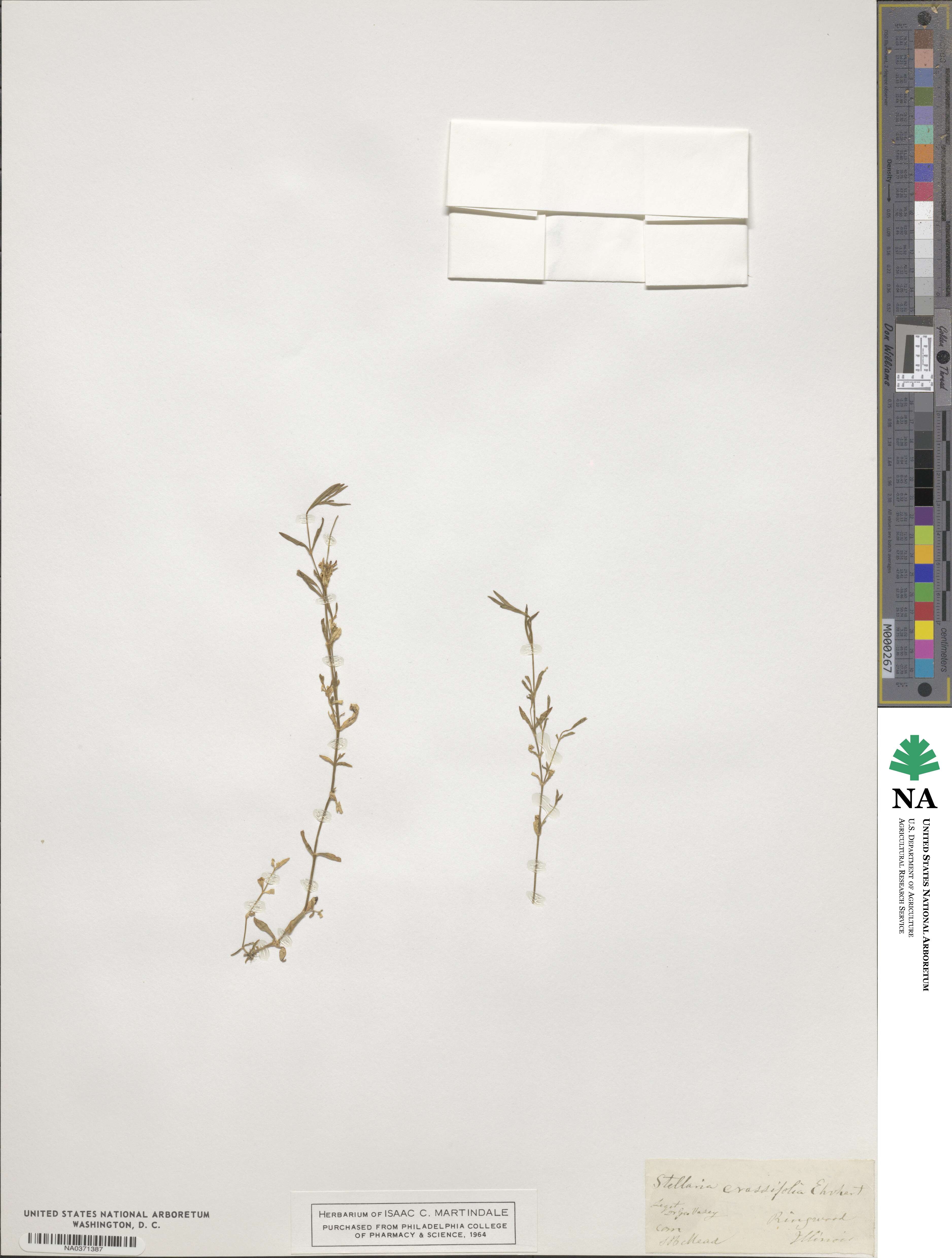 Stellaria crassifolia image