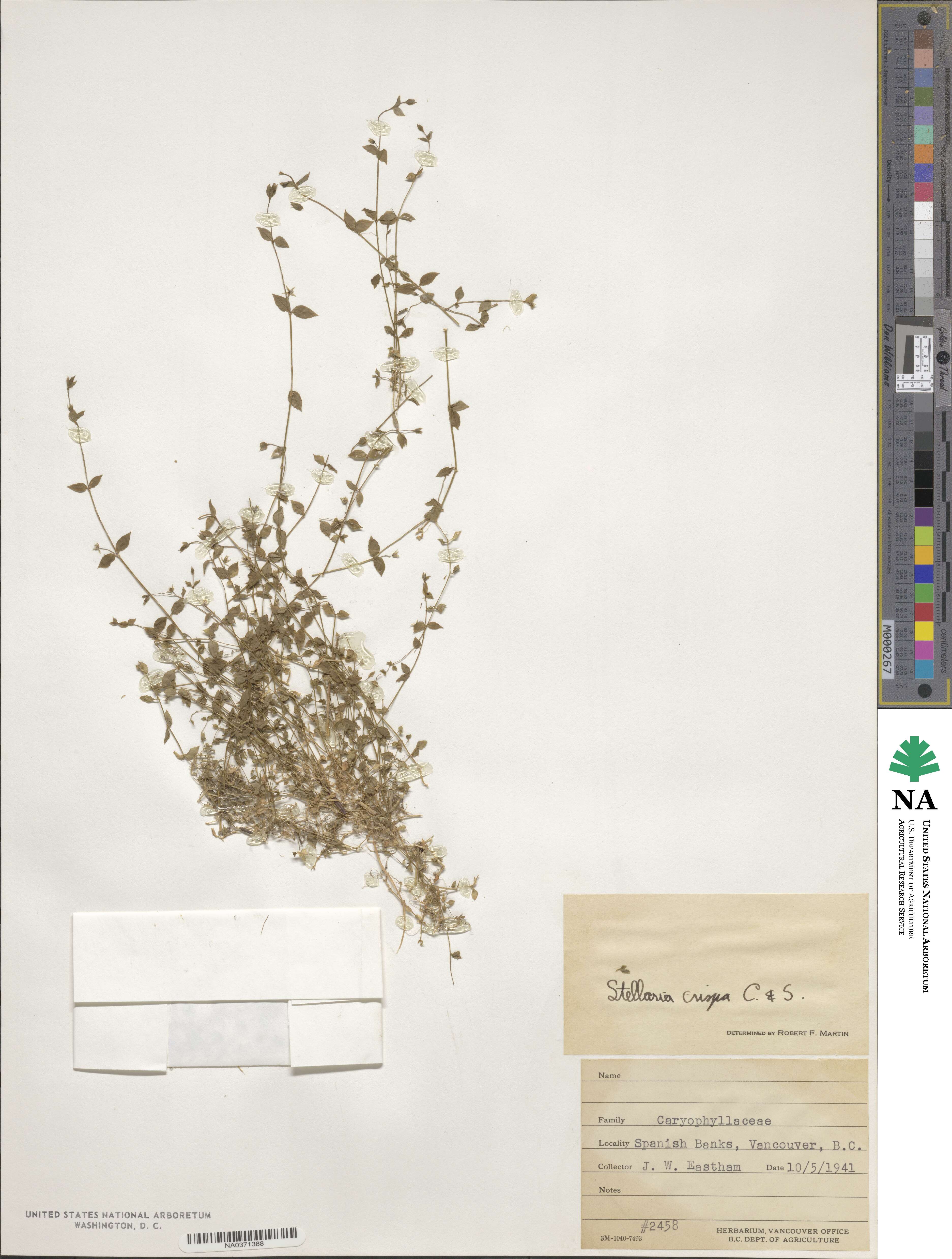 Stellaria crispa image