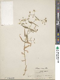 Schizotechium jamesianum image