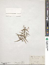 Schizotechium jamesianum image