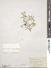 Schizotechium jamesianum image