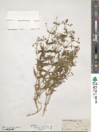 Schizotechium jamesianum image