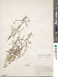 Schizotechium jamesianum image