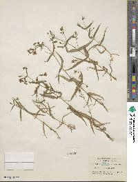 Schizotechium jamesianum image