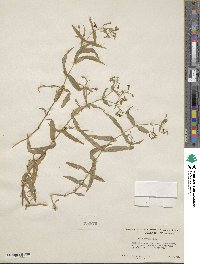 Schizotechium jamesianum image