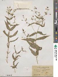 Schizotechium jamesianum image