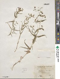 Schizotechium jamesianum image